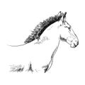 Graphic drawing of a foal on a white background