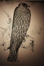 Graphic Drawing of a Hawk \