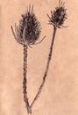 Graphic drawing prickly dried last year`s flowers on a brown background