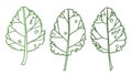 Graphic drawing of a set of green contour monochrome leaves