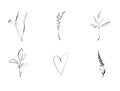 Graphic drawings of plants.