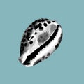 Graphic engraving of a seashell.Realistic shells illustration.