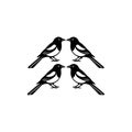 Four magpies in silhouette, facing each other in pairs, clean design Royalty Free Stock Photo