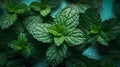 Green leaves of fresh mint on a dark background, covered in water droplets.