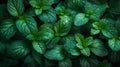 Green leaves of fresh mint on a dark background, covered in water droplets.