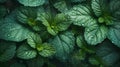 Green leaves of fresh mint on a dark background, covered in water droplets.