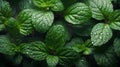 Green leaves of fresh mint on a dark background, covered in water droplets.