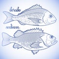 Graphic fish collection