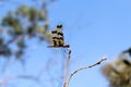 Graphic Flutterer Dragonfly in the Northern Territory of Australia Royalty Free Stock Photo