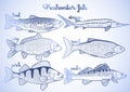 Graphic freshwater fish collection