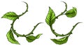 Graphic green rose branch with leaves and thorns