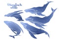 Graphic humpback whales