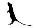 Graphic illustration of a black silhouette of a realistic rat standing on its hind legs