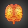 Graphic illustration of Brain Royalty Free Stock Photo