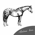 Graphic illustration farm riding and trotting appaloosa horse