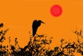 Graphic Illustration-Heron and Red Sun Royalty Free Stock Photo