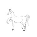 Graphic illustration of horse. Pencil sketch of stallion isolated on white background. Hand drawn artwork. Horse walking Royalty Free Stock Photo