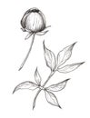 Graphic illustration of peony bud and leaf. Black and white flower Royalty Free Stock Photo
