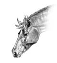 Graphic illustration of a portrait of horse in black and gray color isolated on a white background. Handmade. Royalty Free Stock Photo