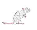 Graphic illustration of a realistic grey rat standing on its hind legs