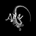 Velociraptor skeleton on a black background