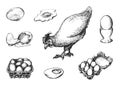 Graphic illustrations of poultry farm goods in vector. Hand drawn set of hennery production in engraving style.