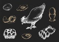 Graphic illustrations of poultry farm goods in vector. Hand drawn set of hennery production in engraving style.
