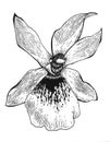 Beautiful illustration of miltonia orchid in graphic style, hand drawn. Royalty Free Stock Photo