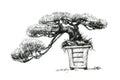 Coniferous bonsai in a square bowl. Oriental style, ink drawing.