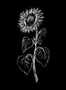 Sunflower in white on a black background Royalty Free Stock Photo