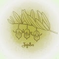 Graphic jojoba plant