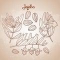 Graphic jojoba plant