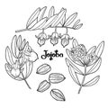 Graphic jojoba plant
