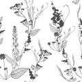 Graphic monochrome seamless pattern with wildflowers flowers, pods, leaves and inflorescences. Elements of plants, their