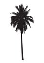 Graphic palm tree, vector