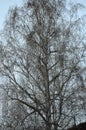 Graphic photo. Abstraction. Waxworms lat. Bombycilla garrulus occupied birch. Birds are sitting on the branches. Spring landscap