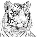 Graphic portrait of tiger. Printable t-short design