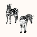 Graphic portrait of two zebras isolated on a white background, vector illustration for printing. Royalty Free Stock Photo