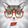 Graphic poster with hipster cat dressed in red glasses, against pop-art background with rays Royalty Free Stock Photo