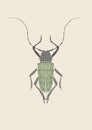 Graphic print of titan beetle.
