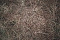 a graphic resource or texture of dry grass