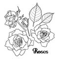 Graphic roses collection