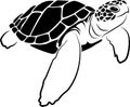 graphic sea turtle , vector illustration of sea turtle , design on a white background Royalty Free Stock Photo