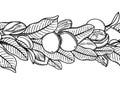 Graphic shea nuts and leaves. Vector repeated border