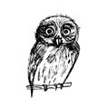 Graphic sketch bird owl illustration