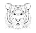 Graphic sketch tiger portrait, front view, hand drawn vector illustration