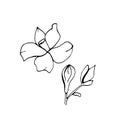 Graphic sketches branches Neroli. Illustration for greeting cards and other printing and web projects