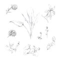 Graphic sketches of home plants and flowers