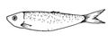 Vector sprat. sketch-style small sea sardine isolated black outline with scale texture strokes on a white background. The seafood