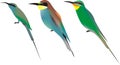 Graphic of three bee eater species